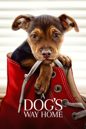 A Dogs Way Home (2019) Hindi Dual Audio 300MB HD Poster Download - filmyfly